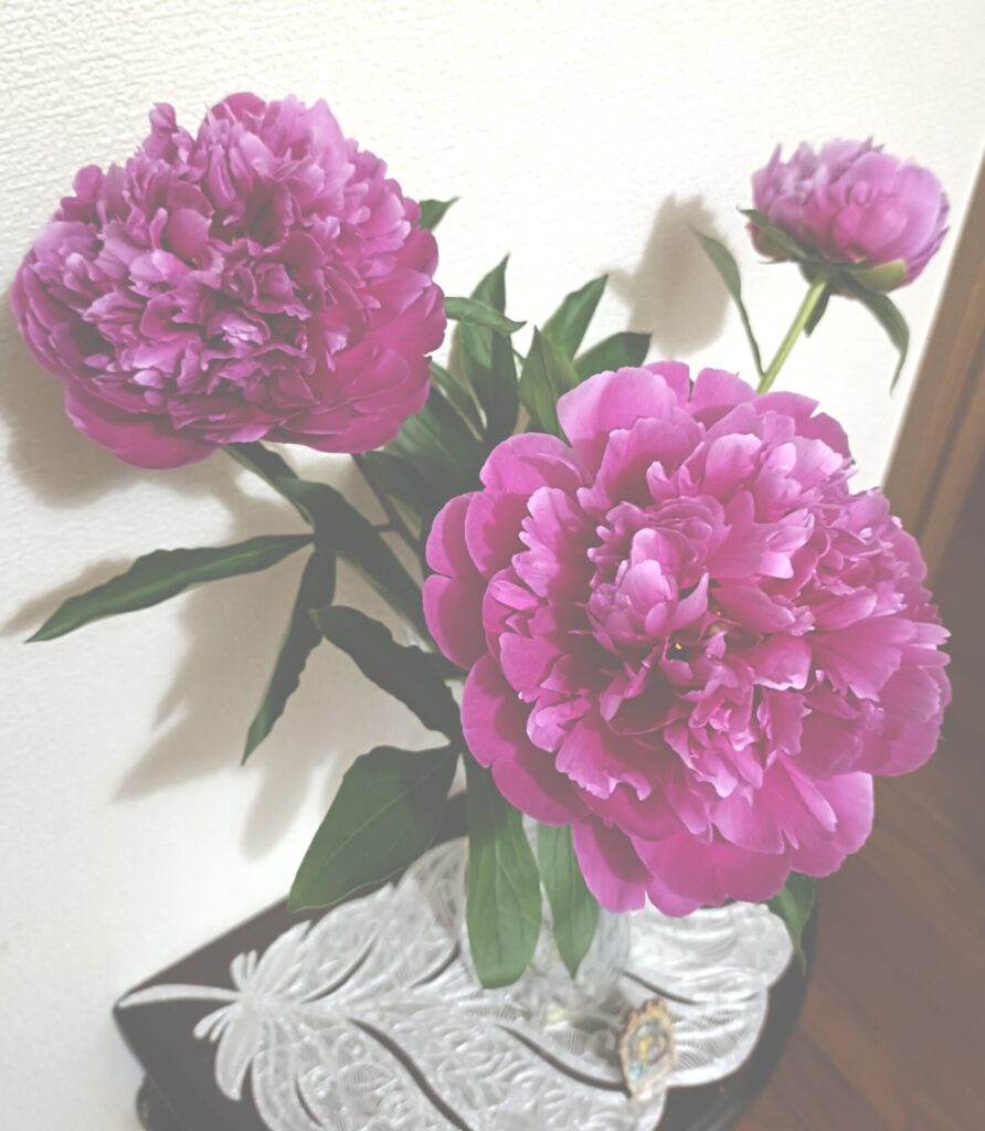 更年期の身体を整える筋膜リリース立川ファシアスペラーレ